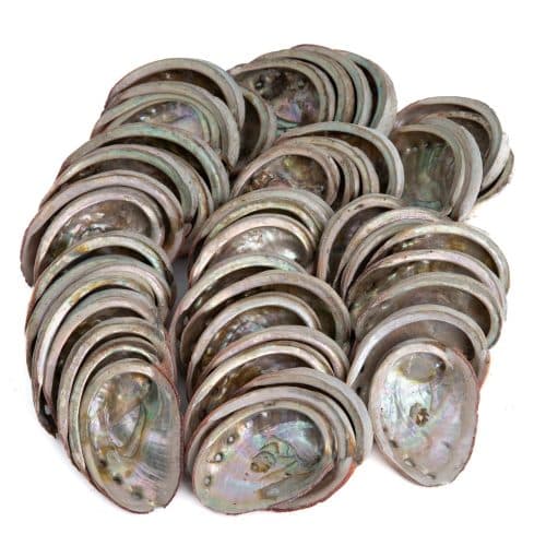 Abalone Schelpen uit Chili - 50 tot 100 mm - Bulkverpakking (pallet) - 100 KG (ca. 4000 ~ 5000 stuks)